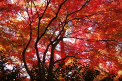 紅葉_深大寺