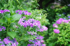 紫陽花_妙法寺