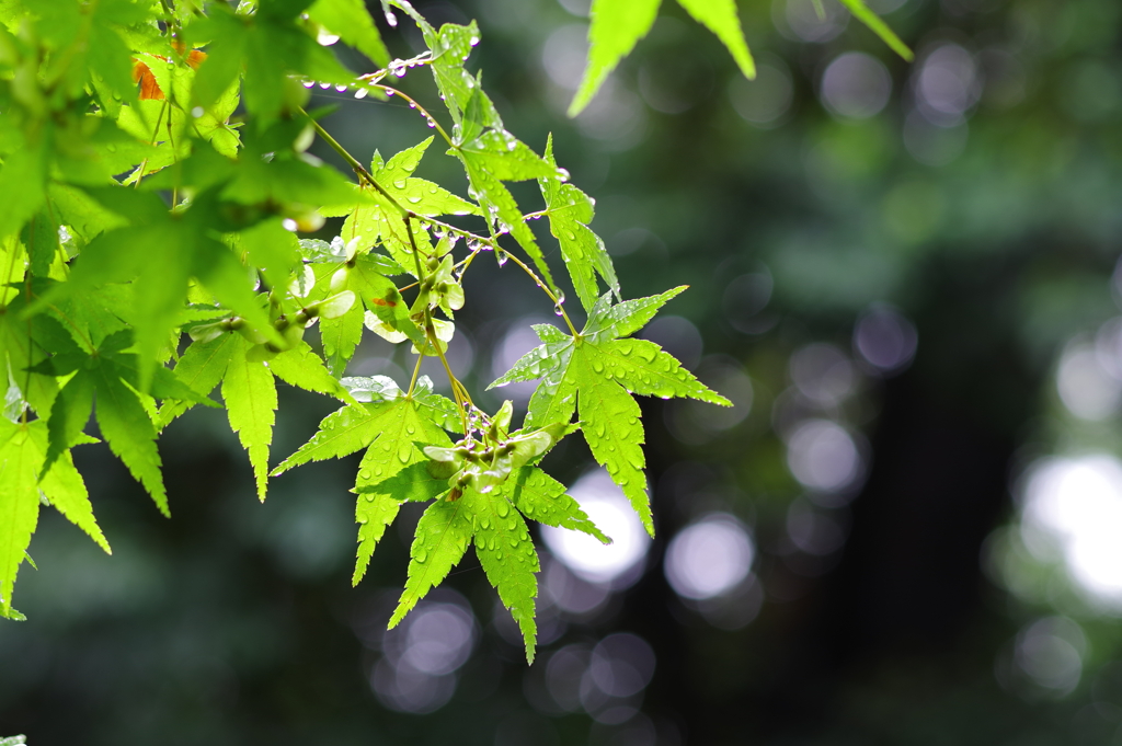 楓_紅葉山公園