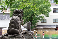 狛犬_浅草神社