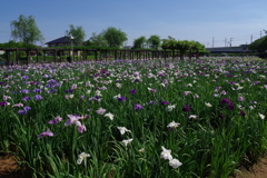 花菖蒲_水郷潮来あやめ園