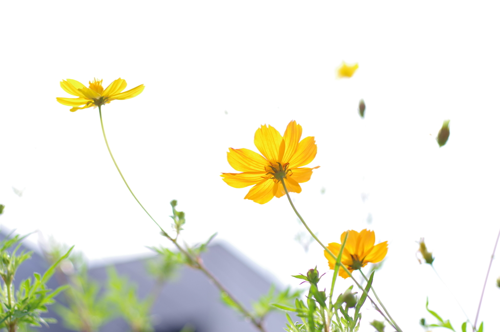 キバナコスモス_桃園川緑道