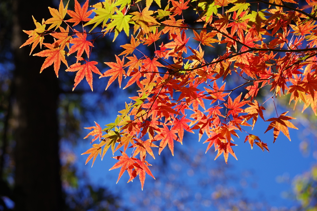 紅葉_深大寺