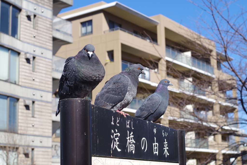 鳩_淀橋