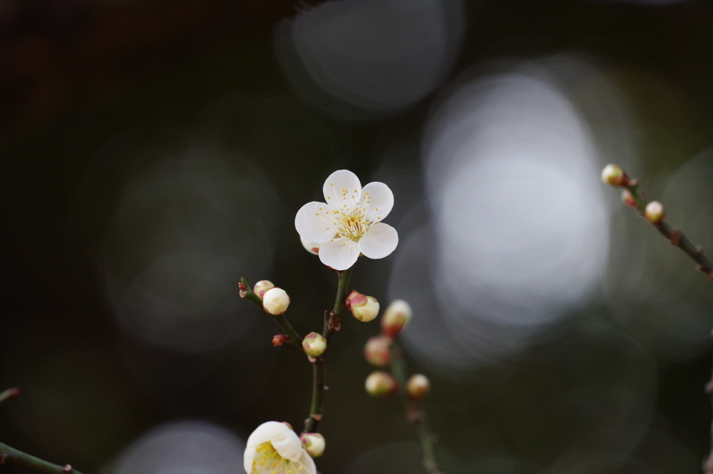 梅_新宿御苑