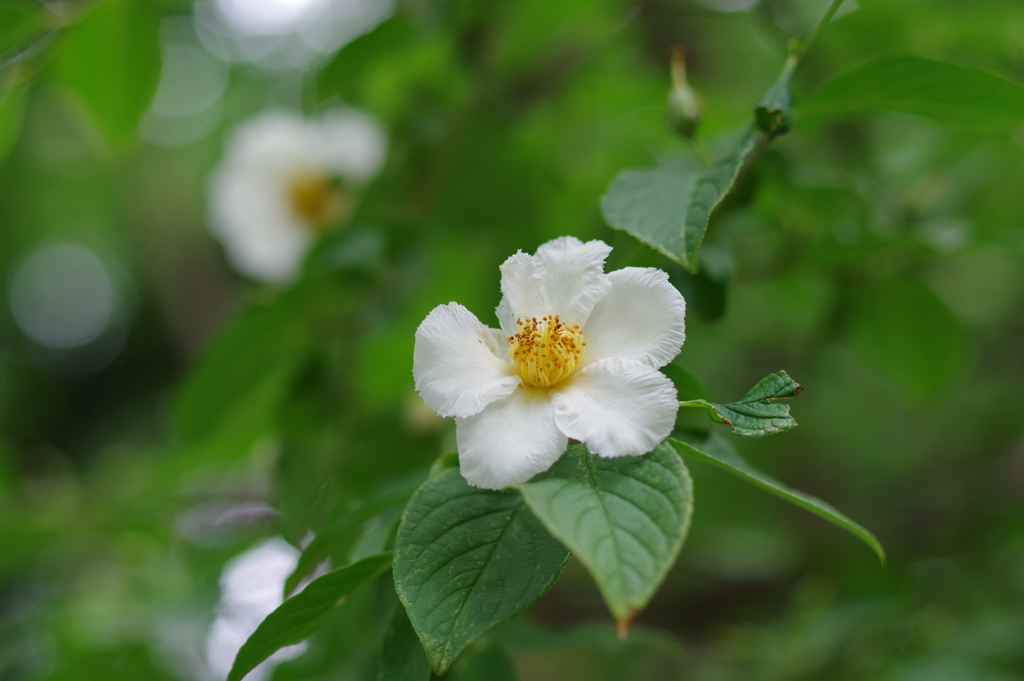 ナツツバキ_新宿御苑