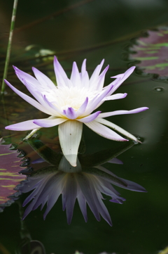 睡蓮_神代植物公園