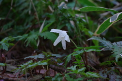 キクザキイチゲ_殿ヶ谷戸庭園