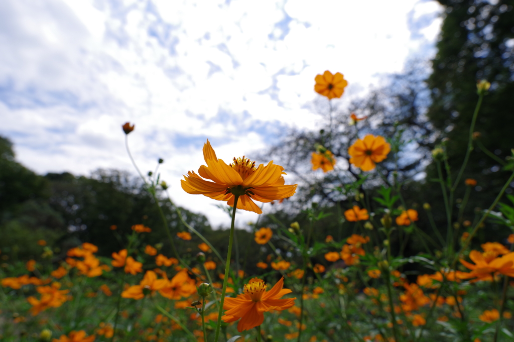 キバナコスモス_代々木公園