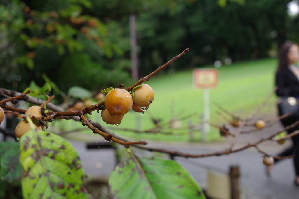 豆柿_蚕糸の森公園