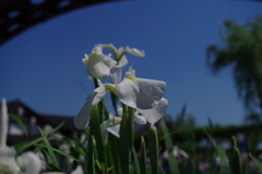 花菖蒲_水郷潮来あやめ園