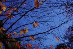 桜_新井薬師公園