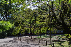 シダレザクラ_六義園
