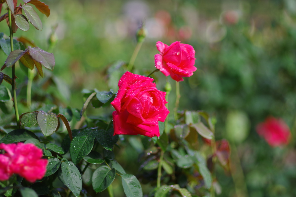 バラ_神代植物公園