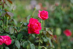バラ_神代植物公園