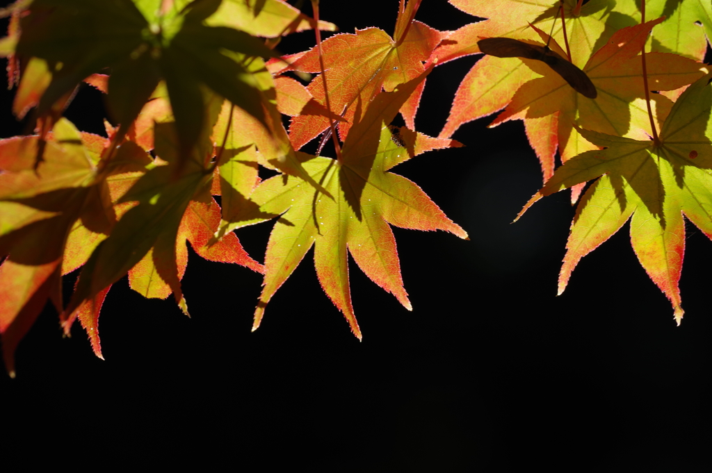 紅葉_国営昭和記念公園