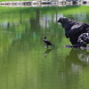 シンクロするウ_浜離宮恩賜庭園