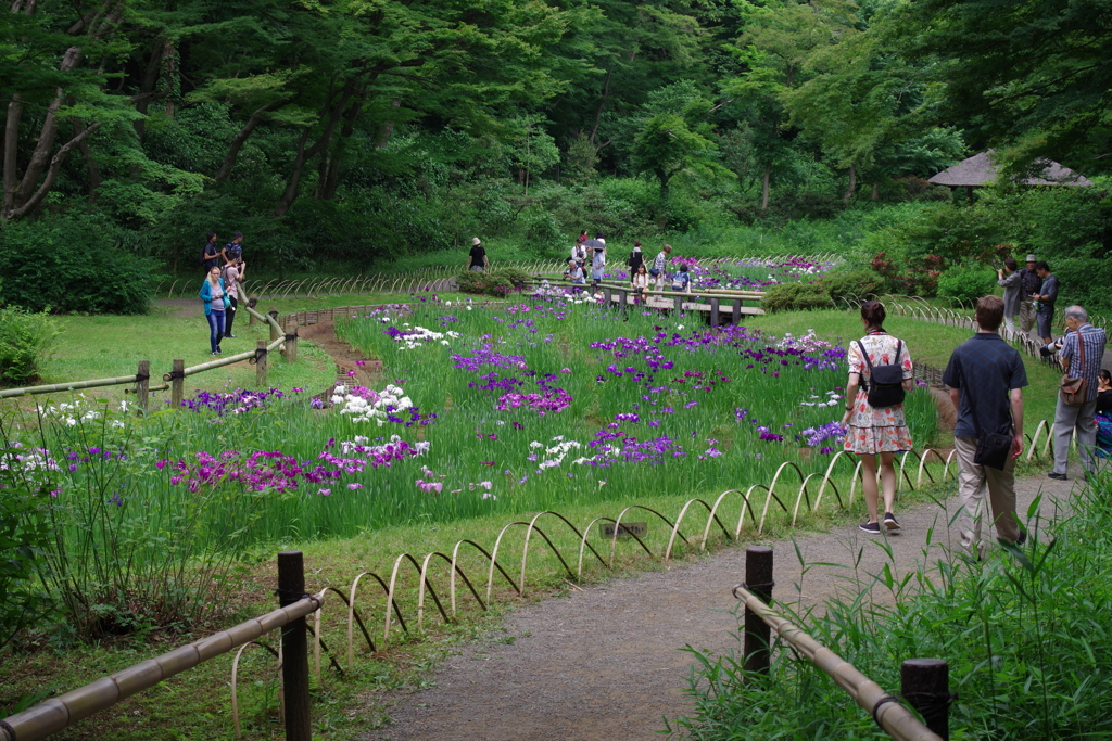 菖蒲田_明治神宮御苑