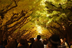 イチョウ並木_明治神宮外苑