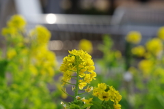 菜の花_木場公園