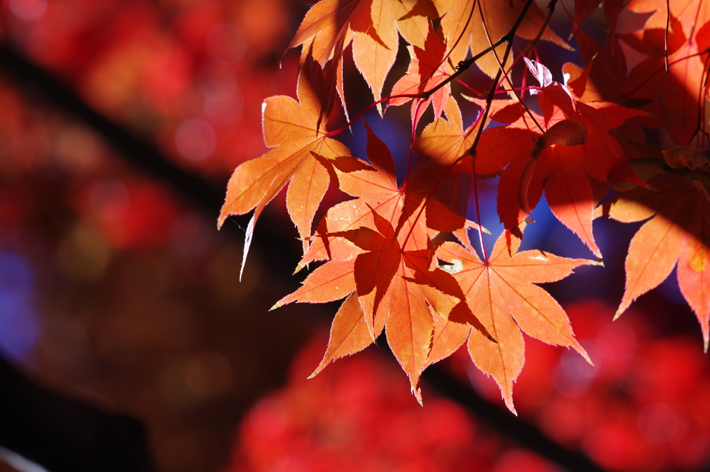 紅葉_林芙美子記念館