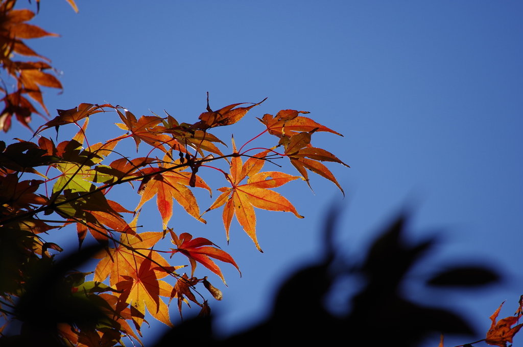 紅葉_紅葉山公園