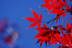 紅葉_新宿御苑
