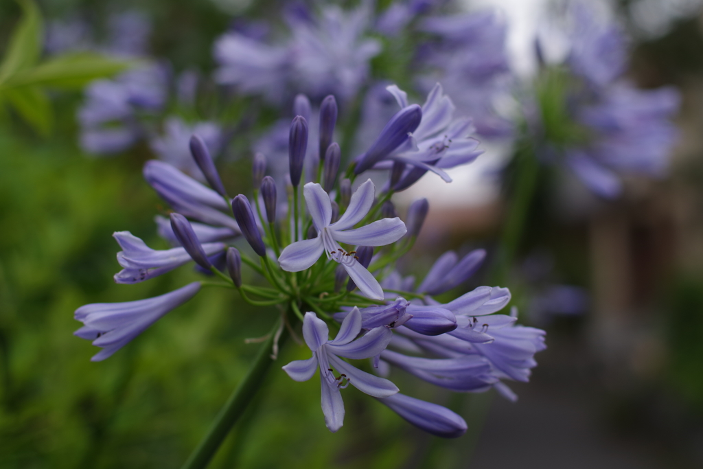 アガパンサス_桃園川緑道