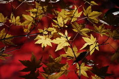 紅葉_深大寺