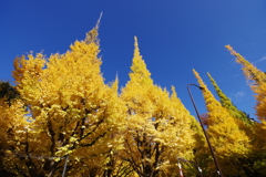 イチョウ並木_新宿御苑