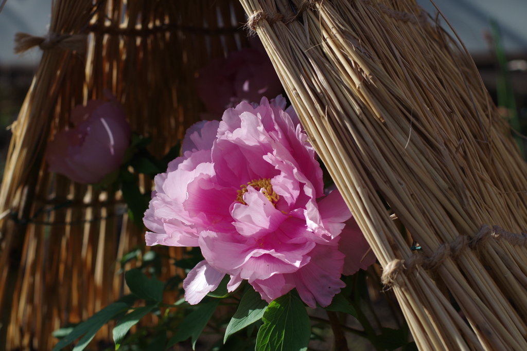 ぼたん_上野東照宮ぼたん苑