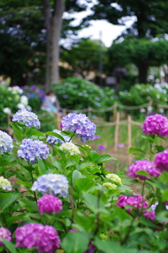 紫陽花_妙法寺