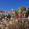 ススキ_昭和記念公園