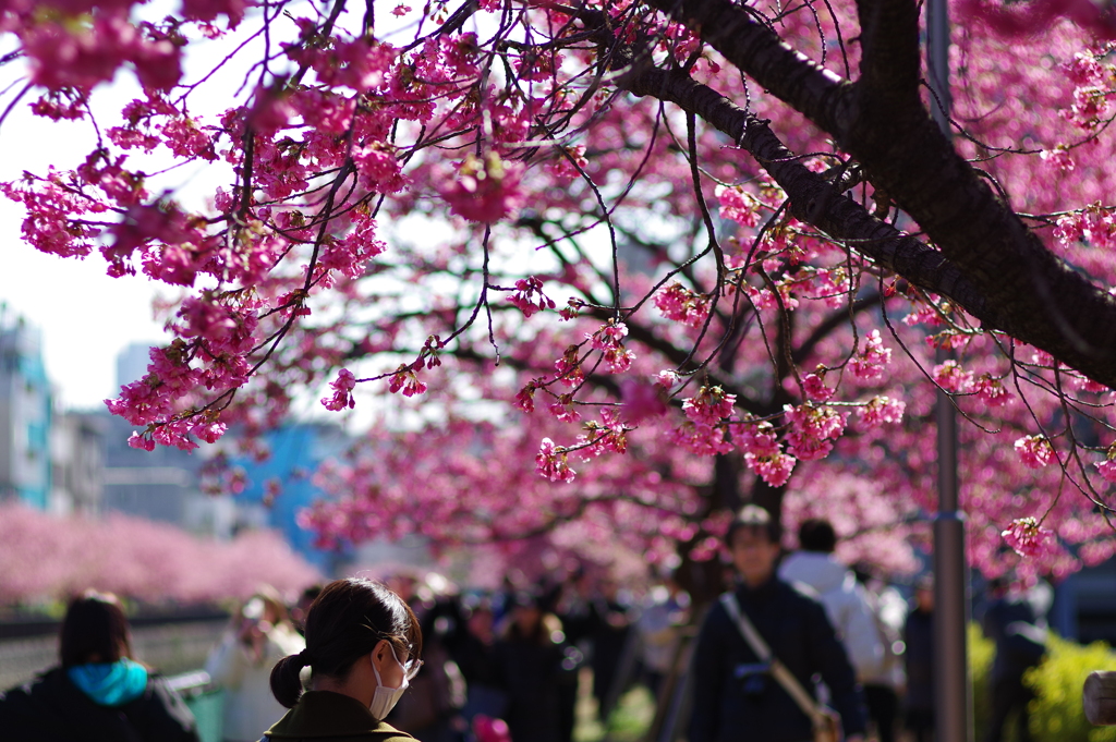 河津桜_大横川