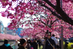 河津桜_大横川