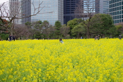 菜の花畑_浜離宮恩賜庭園