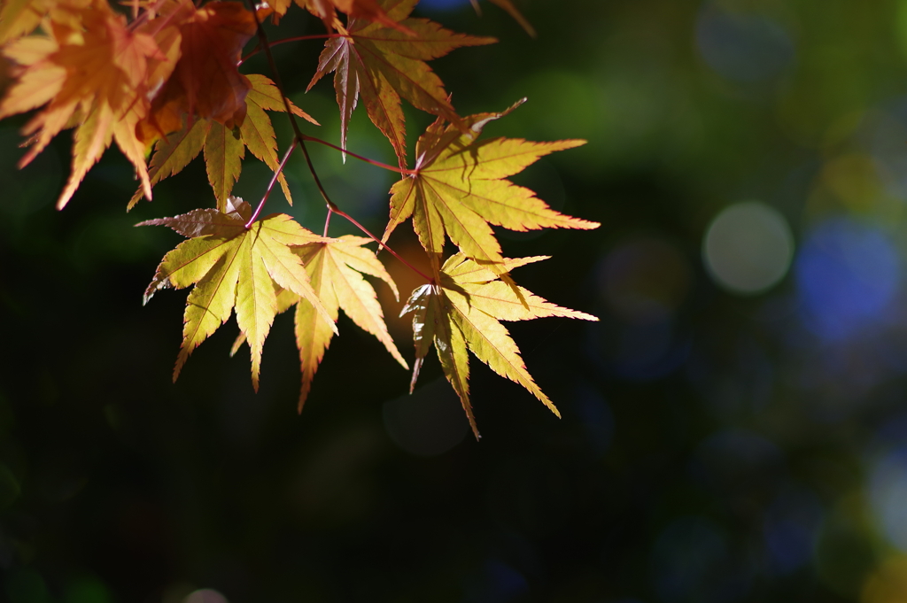 紅葉_林芙美子記念館