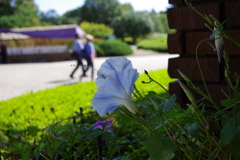 朝顔_神代植物公園