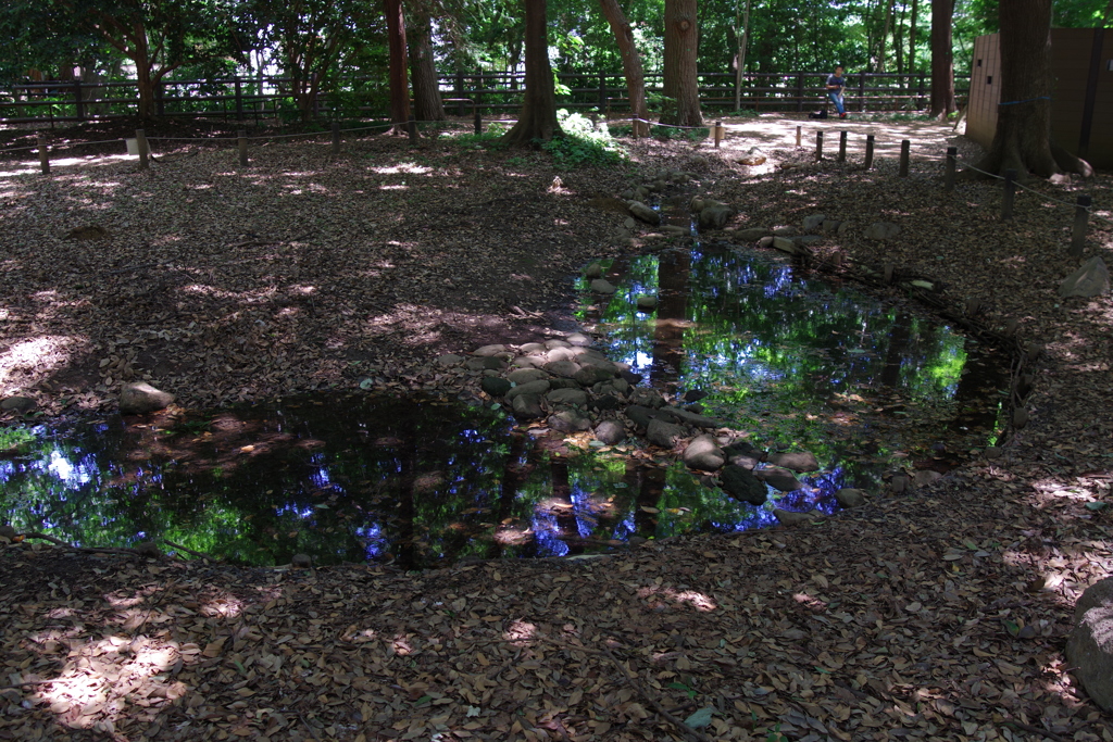 水溜まり_井の頭恩賜公園