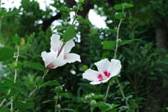 ムクゲ_桃園川緑道