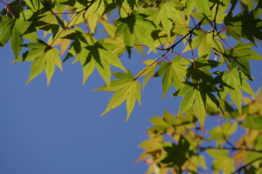 楓_紅葉山公園