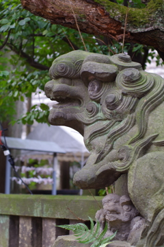 狛犬_西久保八幡神社
