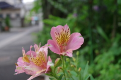 アルストロメリア