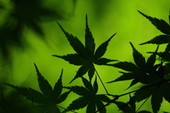 楓_神代植物公園