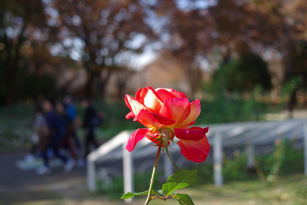 バラ_代々木公園