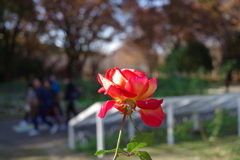バラ_代々木公園