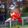 バラ_代々木公園
