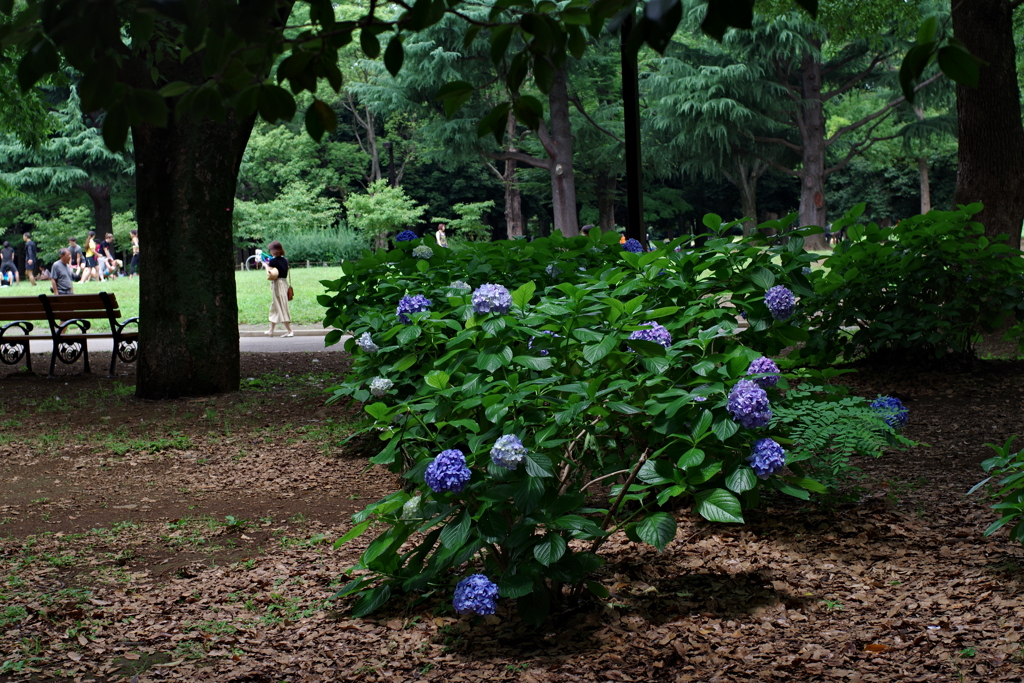 アジサイ_代々木公園