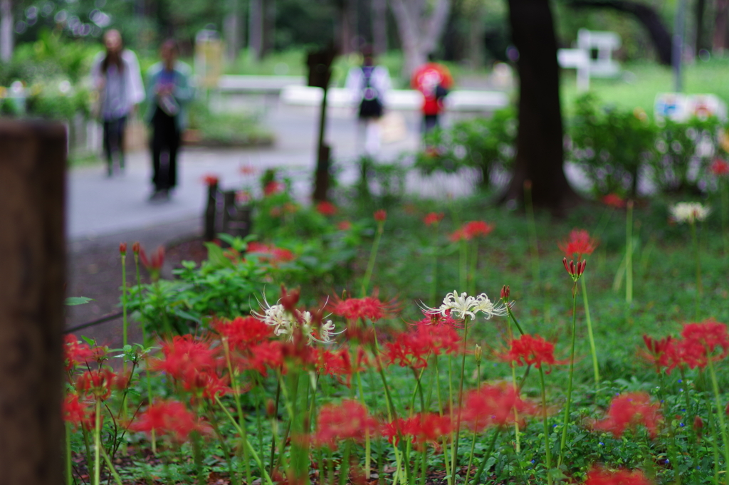 彼岸花_新宿中央公園