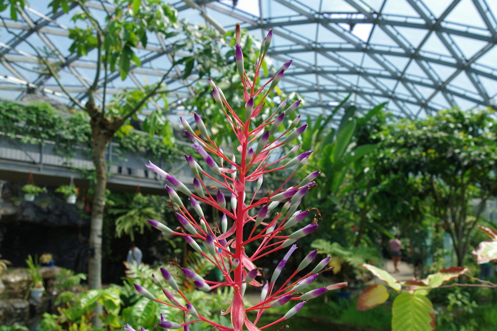 ポルテア・ペトロポリターナ_大温室_新宿御苑